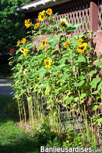 tournesols tournesols